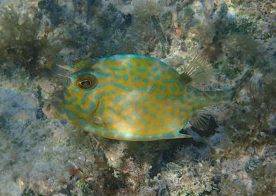 Scrawled Cowfish