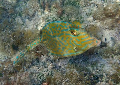 Scrawled Cowfish