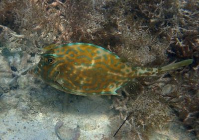 Scrawled Cowfish