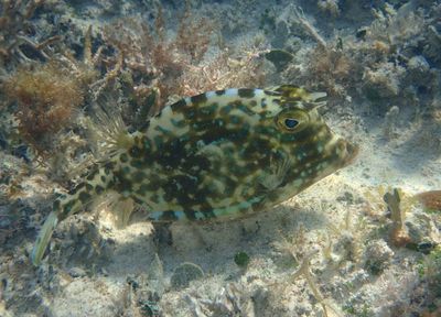 Scrawled Cowfish
