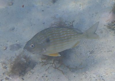 Sea Bream
