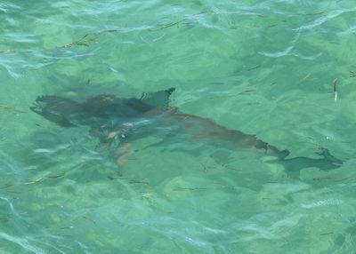Common Blacktip Shark