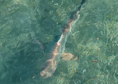 Common Blacktip Shark
