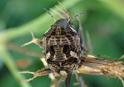 Sphyrocoris obliquus; Shield-backed Bug species