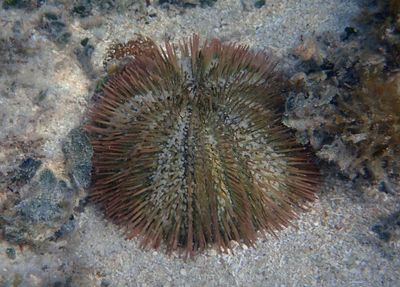 Variegated Sea Urchin