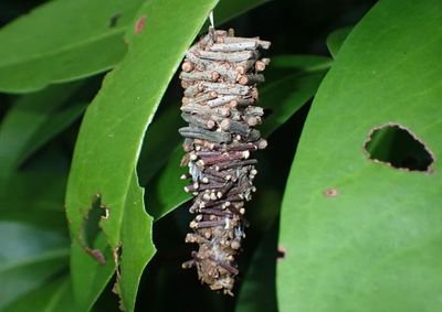 0454 - Oiketicus abbotii; Abbot's Bagworm cocoon