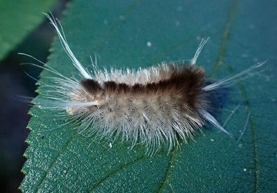 8202 - Halysidota cinctipes; Florida Tussock Moth caterpillar