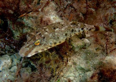 Bandtail Puffer