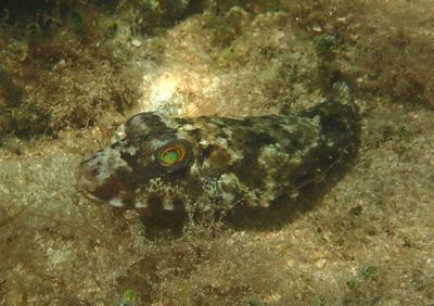Bandtail Puffer