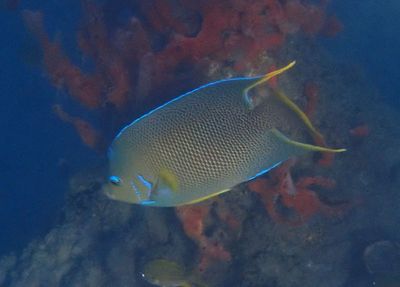 Blue Angelfish