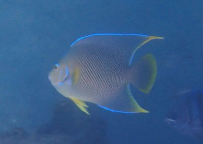 Blue Angelfish