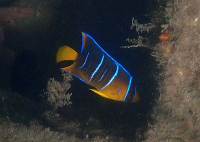 Blue Angelfish; juvenile