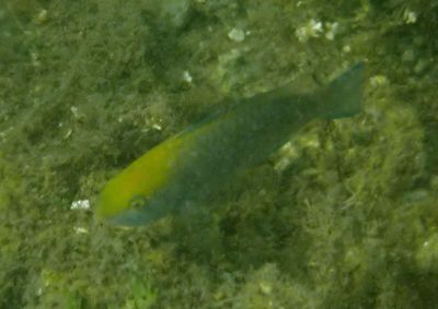 Blue Parrotfish; juvenile