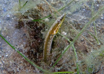 Bluethroat Pikeblenny; female