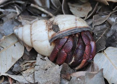 Caribbean Land Hermit Crab inhabiting Banded Tree Snail