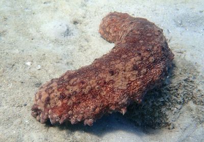 Chocolate Chip Sea Cucumber