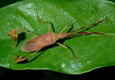 Chondrocera laticornis; Leaf-footed Bug species