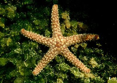 Conical-spined Sea Star