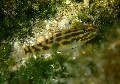 Crested Goby