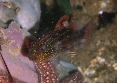 Crested Goby