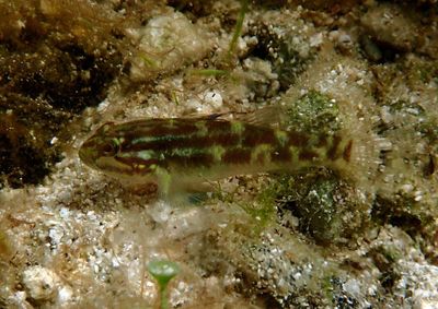 Crested Goby