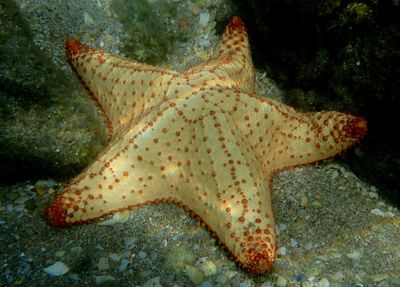 Cushion Sea Star 