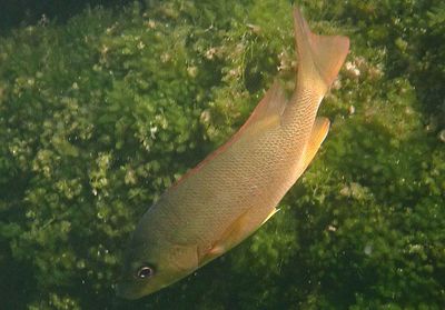 Dog Snapper