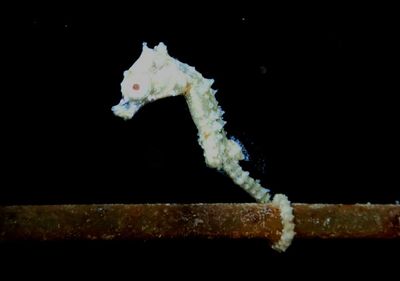 Dwarf Seahorse