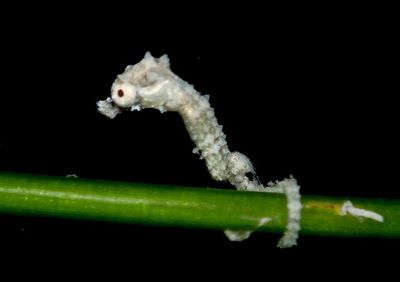 Dwarf Seahorse