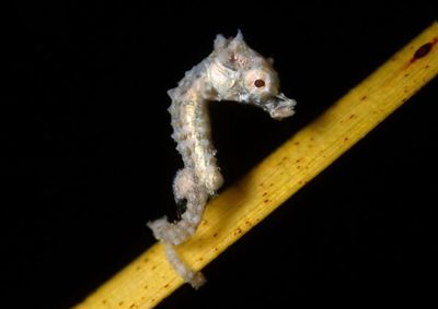 Dwarf Seahorse