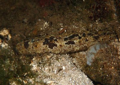 Florida Sea Cucumber 