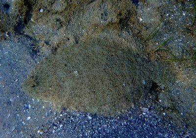 Flounder species
