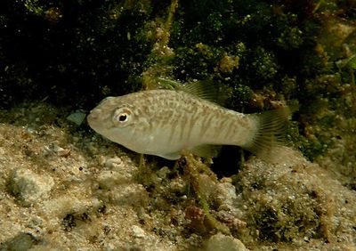 Goldspotted Killifish