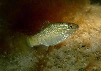 Goldspotted Killifish
