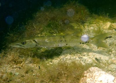 Great Barracuda