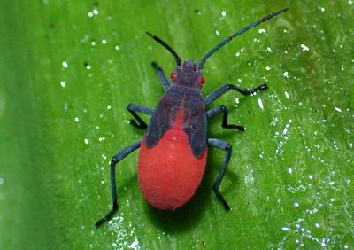 Jadera haematoloma; Red-shouldered Bug nymph