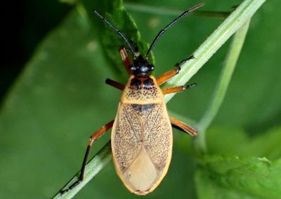 Largus davisi; Bordered Plant Bug species