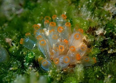 Mangrove Tunicate 