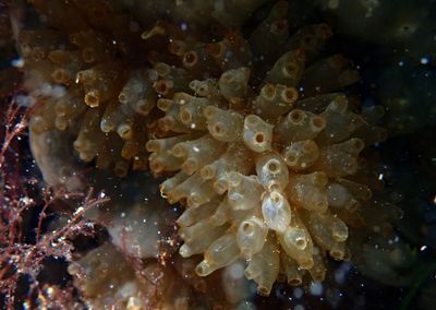 Mangrove Tunicate