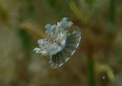 Mangrove Upsidedown Jellyfish