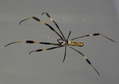 Orb Weavers
