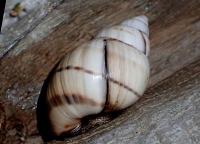 Orthalicus floridensis; Banded Tree Snail