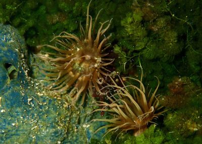 Pale Anemone