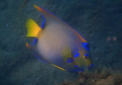 Queen Angelfish