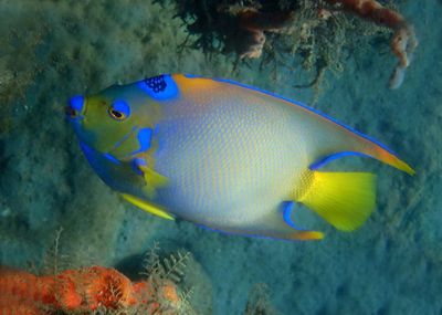 Queen Angelfish