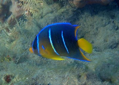 Queen Angelfish; juvenile