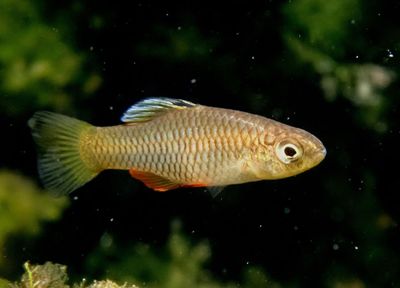 Rainwater Killifish