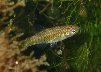 Rainwater Killifish