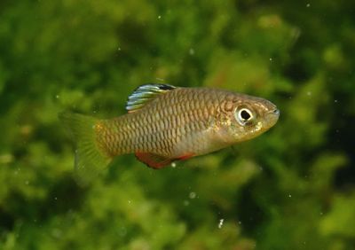 Rainwater Killifish