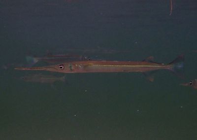 Redfin Needlefish